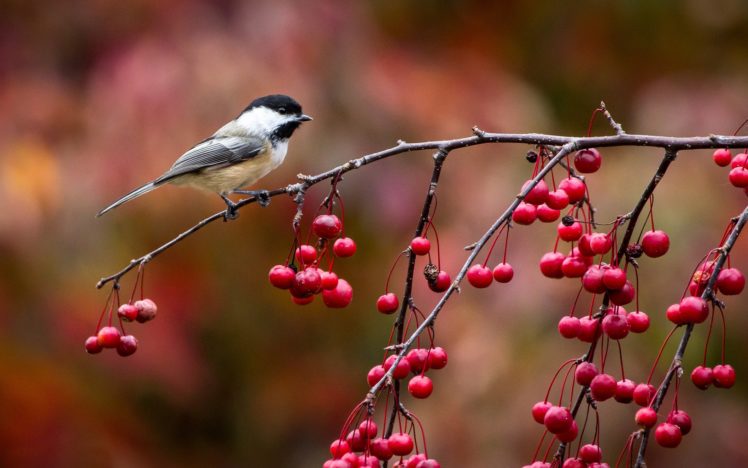 bird, Chickadee, Titmouse, Twig, And, Berries, Autumn HD Wallpaper Desktop Background