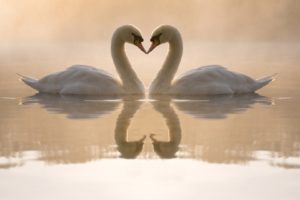 birds, Love, Couple, White, Swans
