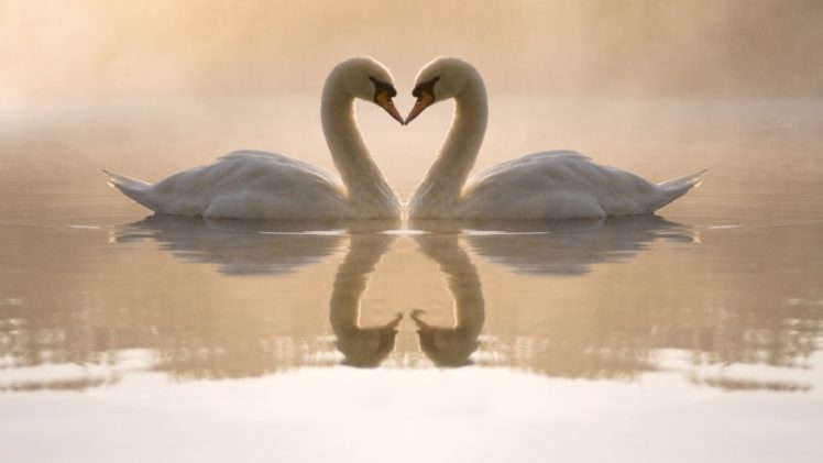 birds, Love, Couple, White, Swans HD Wallpaper Desktop Background