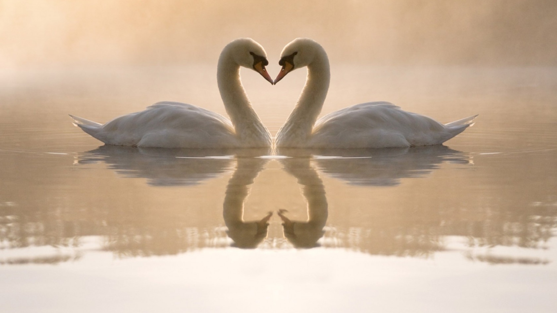 birds, Love, Couple, White, Swans Wallpaper