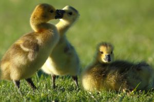 canada, Goose, Goslings, Chick, Geese, Baby