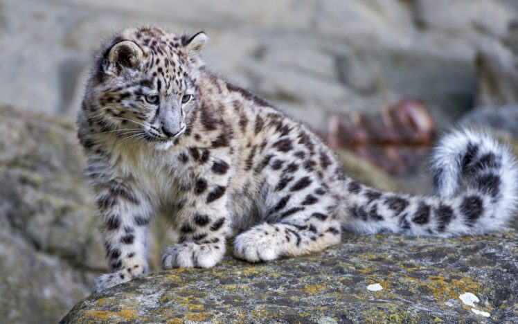 Snow Leopard Baby Rock Wallpapers Hd Desktop And Mobile Backgrounds