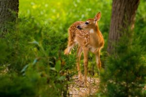 fawn, Baby, Forest, Deer