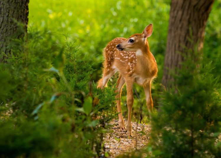 fawn, Baby, Forest, Deer HD Wallpaper Desktop Background