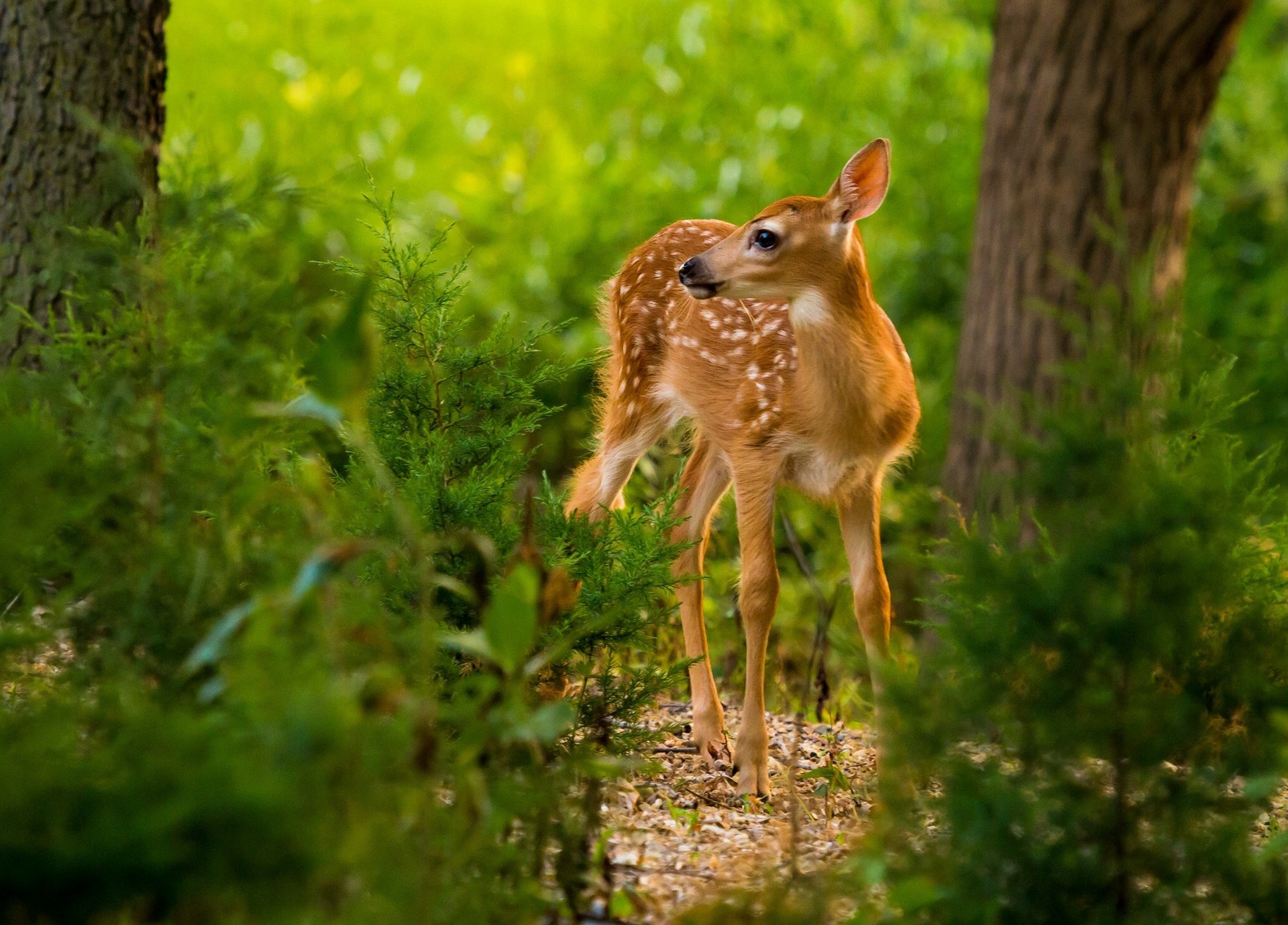 fawn, Baby, Forest, Deer Wallpapers HD / Desktop and Mobile Backgrounds