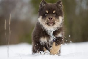 finnish, Loparskaya, Laika, A, Dog, Muzzle, Puppy, Winter, Snow