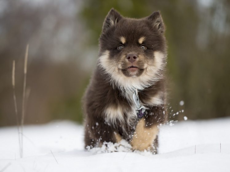 finnish, Loparskaya, Laika, A, Dog, Muzzle, Puppy, Winter, Snow HD Wallpaper Desktop Background