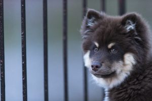 finnish, Loparskaya, Laika, A, Dog, Muzzle, Puppy