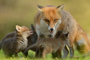 fox, Foxes, Baby, Mother