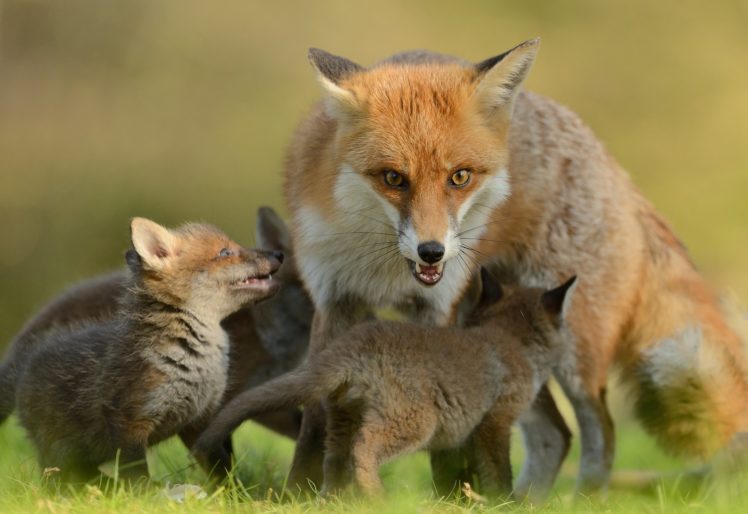 fox, Foxes, Baby, Mother HD Wallpaper Desktop Background