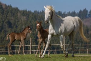 horse, Horses, Colt, Baby, Mother