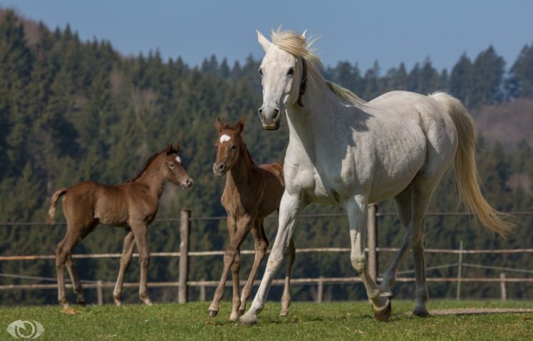 horse, Horses, Colt, Baby, Mother HD Wallpaper Desktop Background