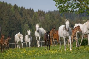 horse, Horses, Herd, Paddock, Summer