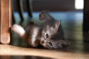 kitten, Muzzle, Whiskers, Eyes, Cute, Gray, Animals, Cat, Baby