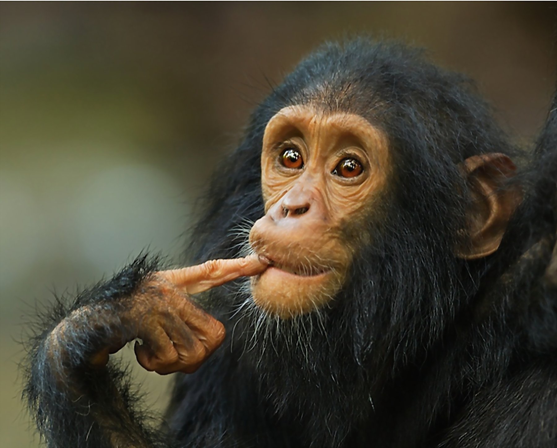 monkey, Baby Wallpaper