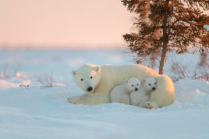 polar, Bear, Baby, Mother, Winter, Snow