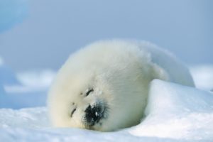 puppy, Cute, Fur, Snow, Winter, Sleeping, Animals, Seal, Baby