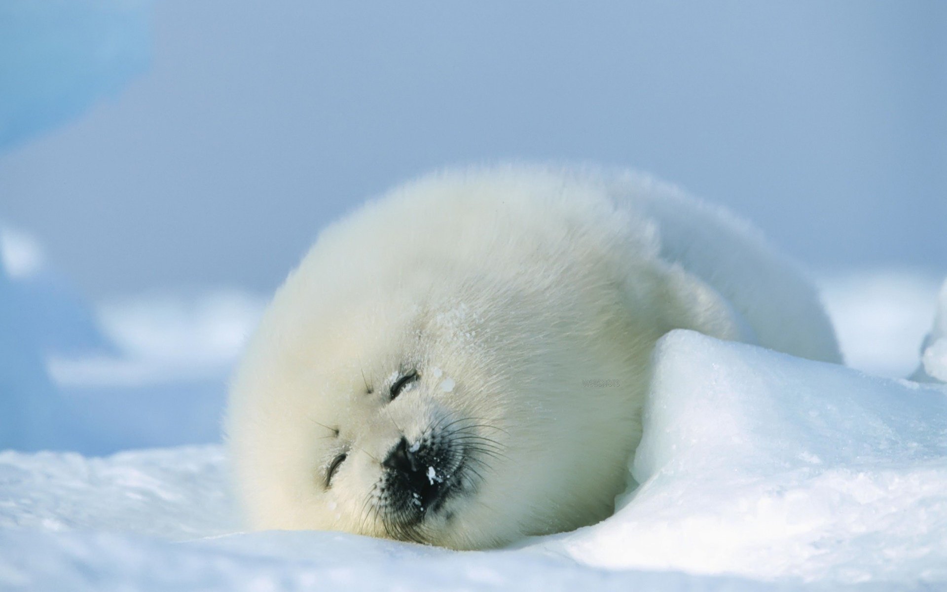 puppy, Cute, Fur, Snow, Winter, Sleeping, Animals, Seal, Baby Wallpaper