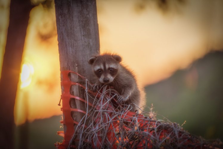 raccoon, Baby, Forest, Sunset, Sunrise HD Wallpaper Desktop Background