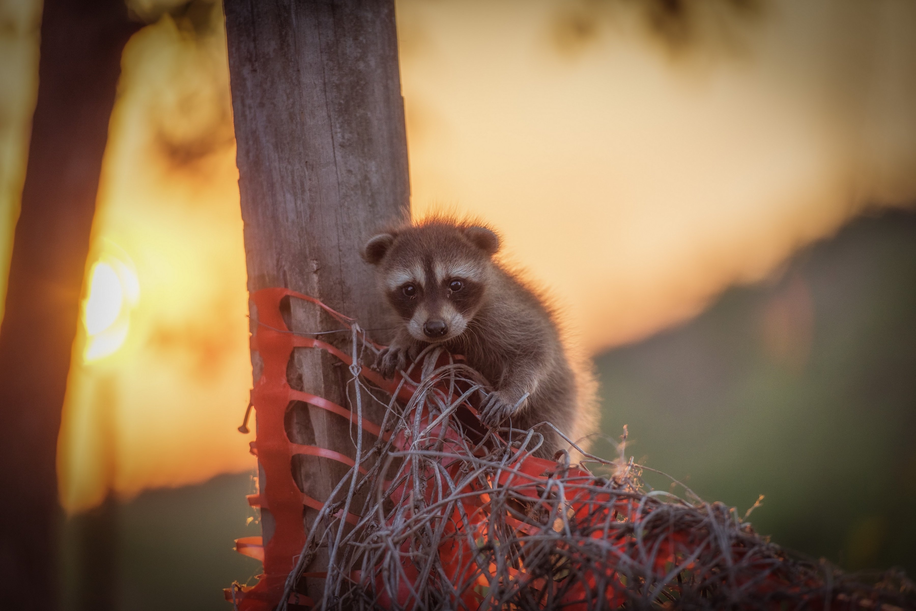 raccoon, Baby, Forest, Sunset, Sunrise Wallpaper
