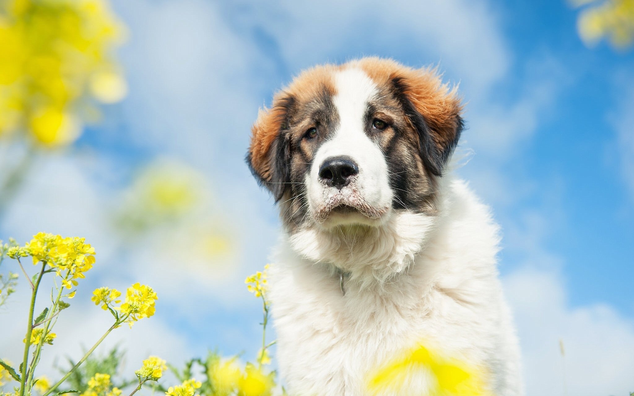 st, Bernard, Dog, Dog, Rape, Flowers, Sky, Baby, Puppy Wallpaper