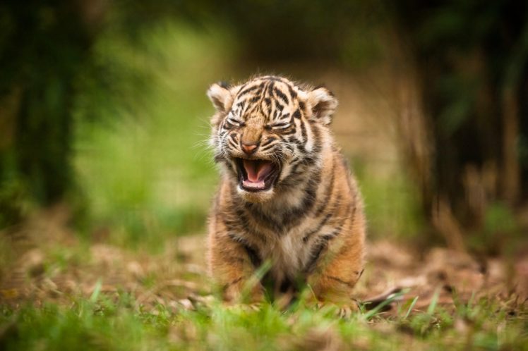 tiger, Baby, Predator, Cat HD Wallpaper Desktop Background