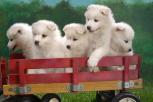 samoyed, Dog, Dogs, Canine, Baby, Puppy