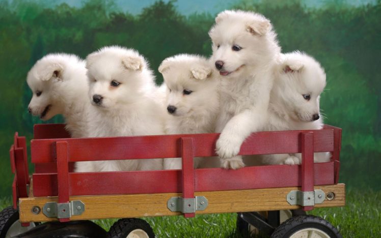 samoyed, Dog, Dogs, Canine, Baby, Puppy HD Wallpaper Desktop Background