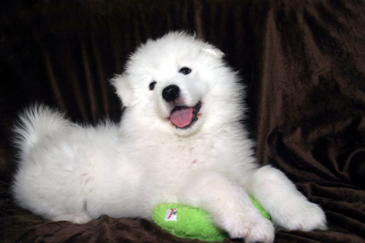 samoyed, Dog, Dogs, Canine, Baby, Puppy HD Wallpaper Desktop Background