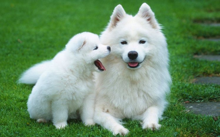 samoyed, Dog, Dogs, Canine, Baby, Puppy HD Wallpaper Desktop Background