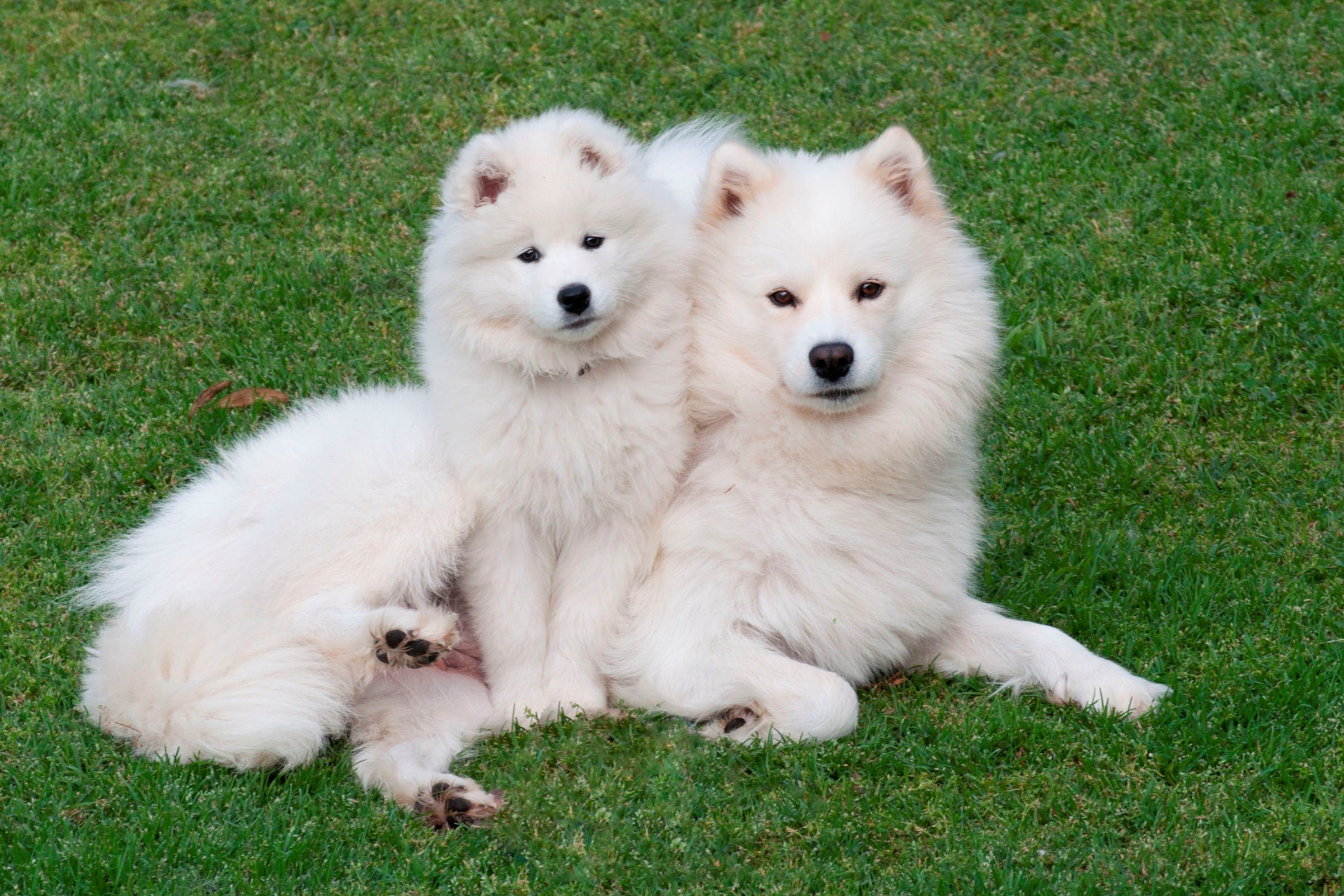 samoyed, Dog, Dogs, Canine, Baby, Puppy Wallpapers HD / Desktop and