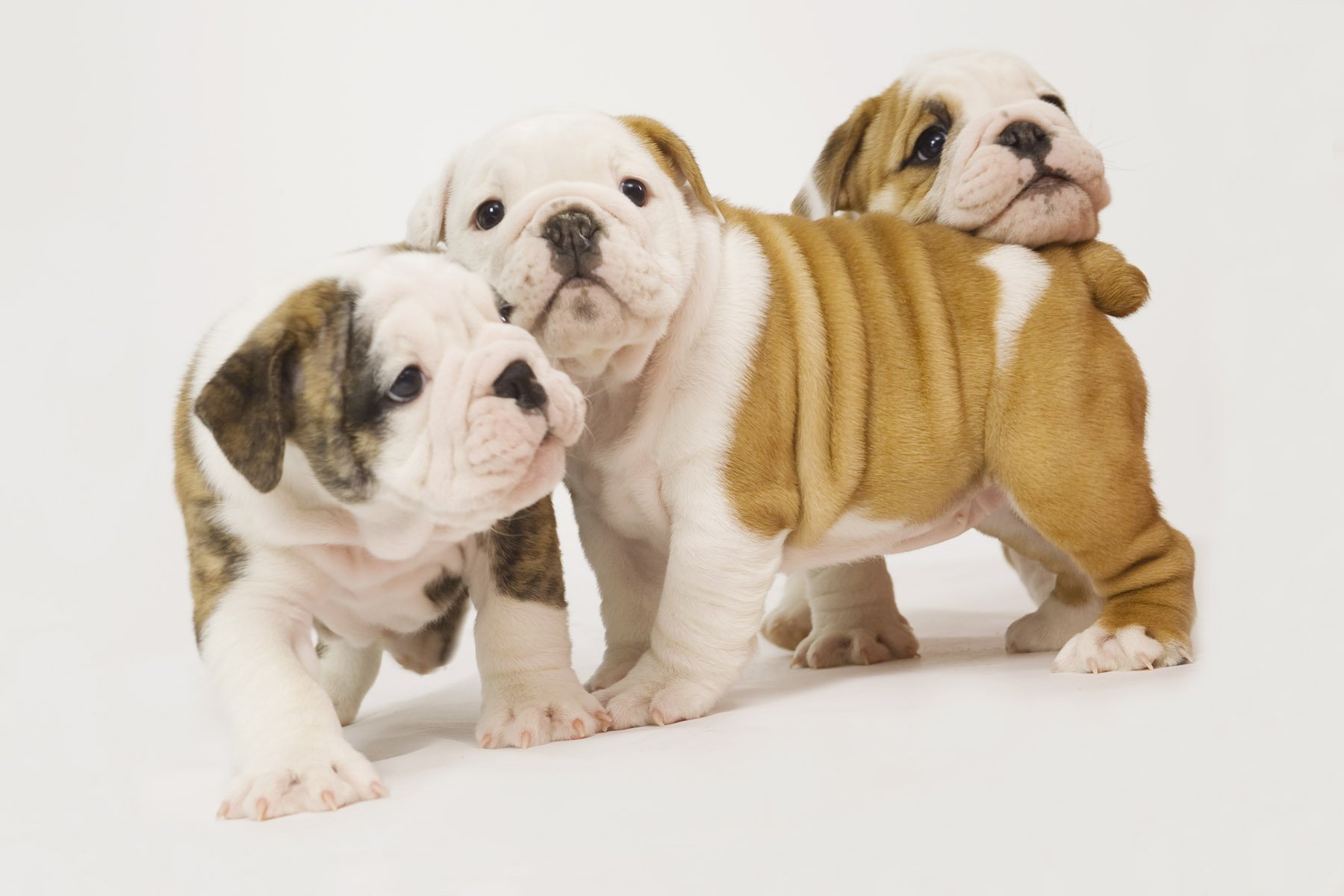 bulldog, Dog, Dogs, Canine, Puppy, Baby Wallpapers HD / Desktop and ...