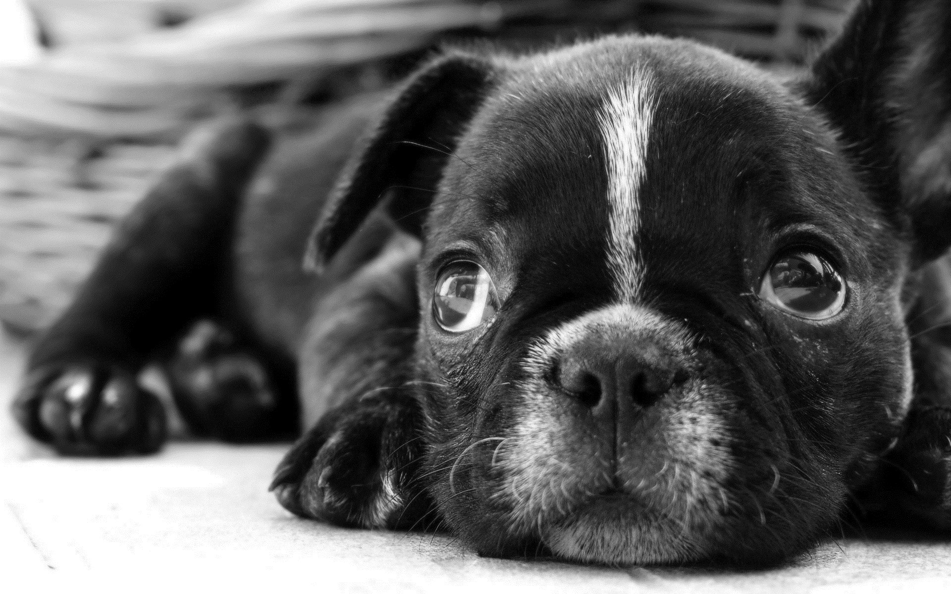 bulldog, Dog, Dogs, Canine, Puppy, Baby Wallpaper