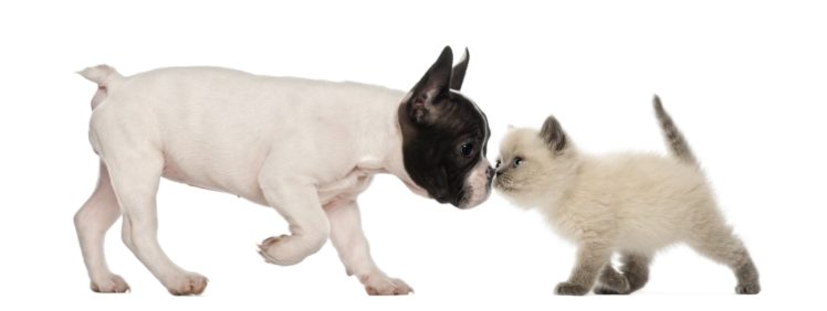 bulldog, Dog, Dogs, Canine, Puppy, Baby, Kitten, Cat HD Wallpaper Desktop Background