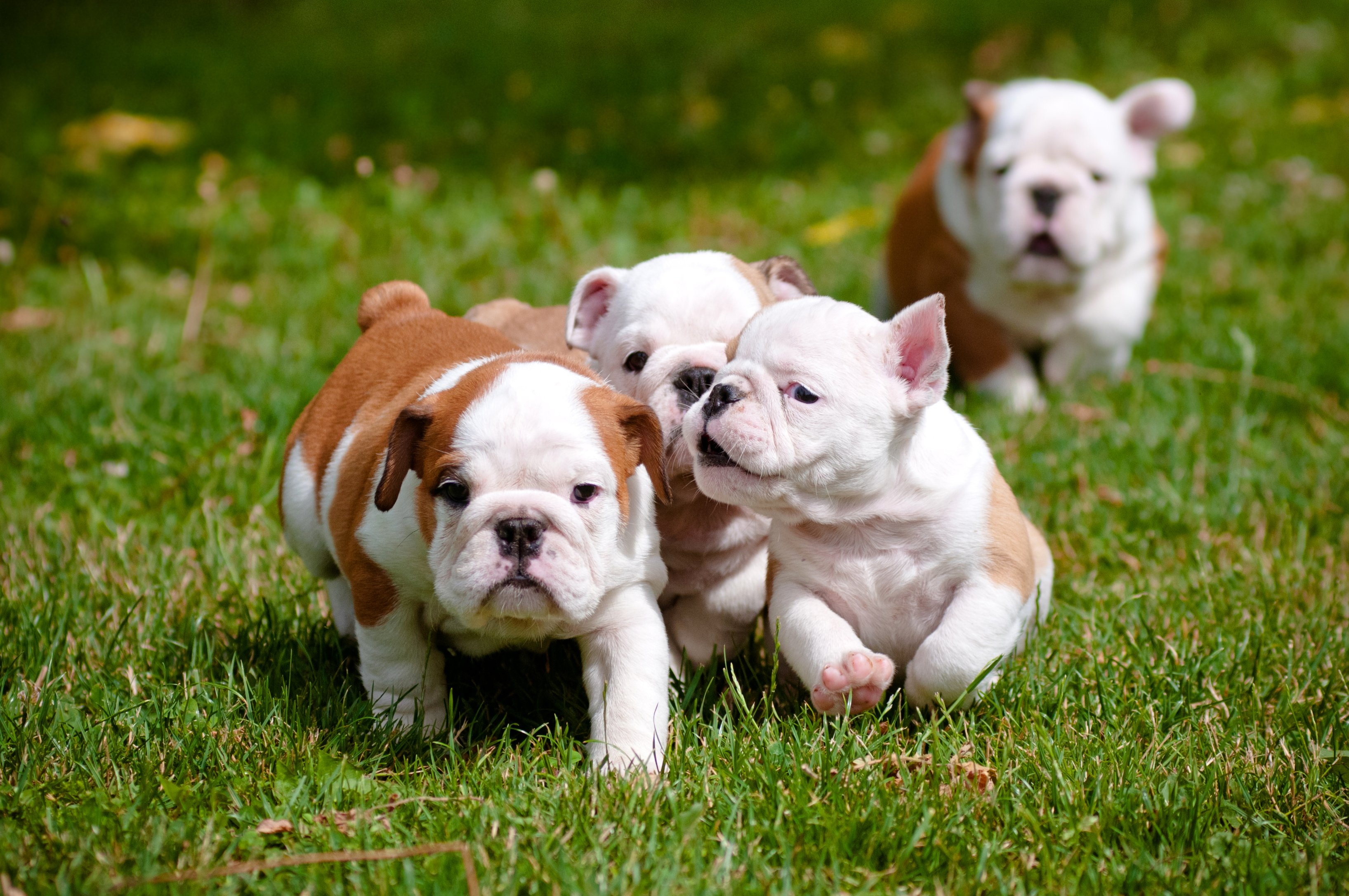 bulldog, Dog, Dogs, Canine, Puppy, Baby Wallpaper