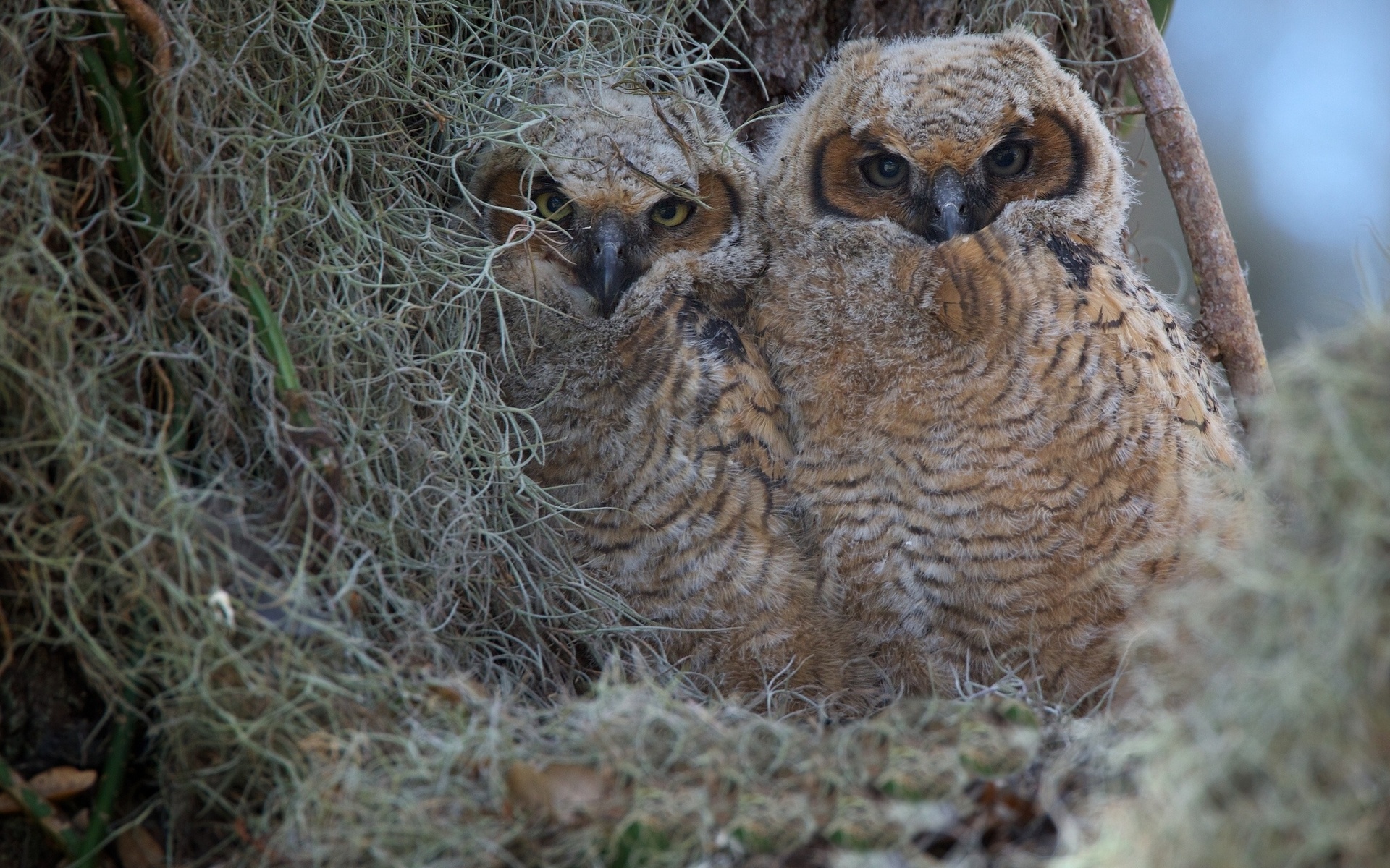 virginia, Owl, Owls, Chicks, Birds Wallpaper
