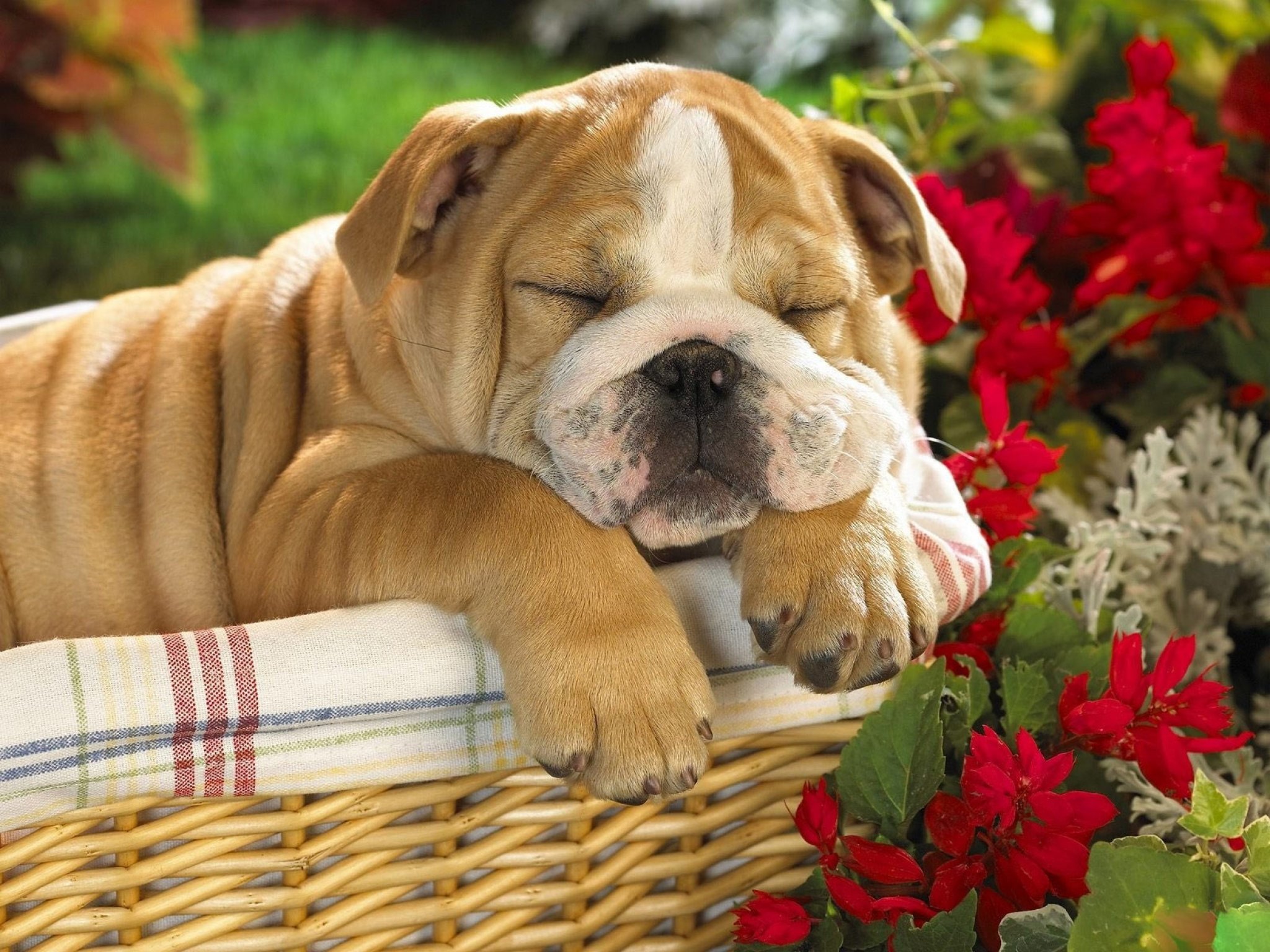 bulldog, Dog, Dogs, Canine, Puppy, Baby Wallpaper