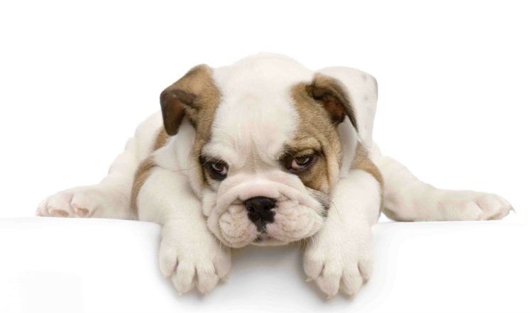 bulldog, Dog, Dogs, Canine, Puppy, Baby HD Wallpaper Desktop Background