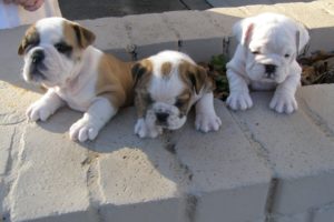 bulldog, Dog, Dogs, Canine, Puppy, Baby