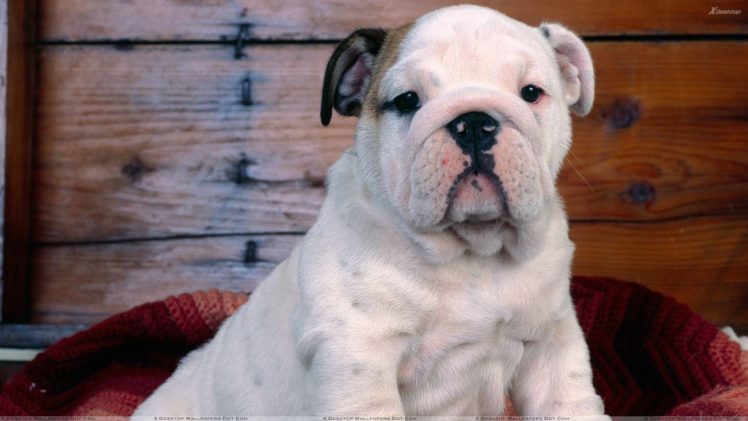 bulldog, Dog, Dogs, Canine, Puppy, Baby HD Wallpaper Desktop Background