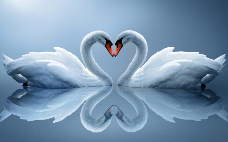 white, Swans, Couple, Heart, Reflection HD Wallpaper Desktop Background