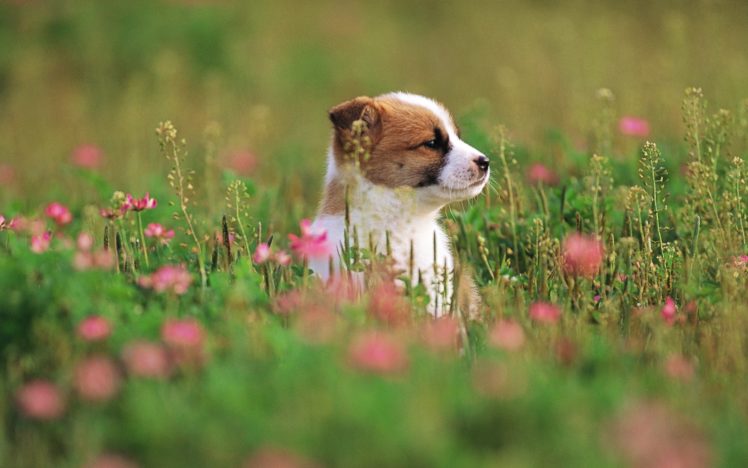 garden, Adventure, Of, The, Puppy HD Wallpaper Desktop Background