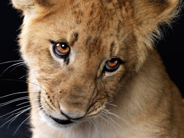 eyes, Animals, Kittens, Lions, Baby, Animals HD Wallpaper Desktop Background