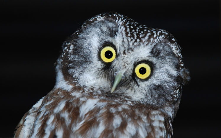 owl, Bird, Head HD Wallpaper Desktop Background
