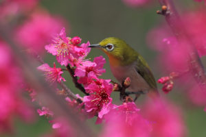 bird, Tree, Blossom, Flower, Spring, Pink, Fruity