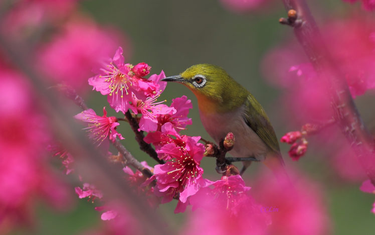bird, Tree, Blossom, Flower, Spring, Pink, Fruity HD Wallpaper Desktop Background
