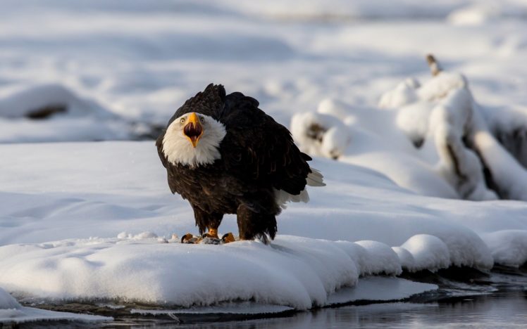 birds, Eagles, Bald, Eagle, Snow, Animals HD Wallpaper Desktop Background