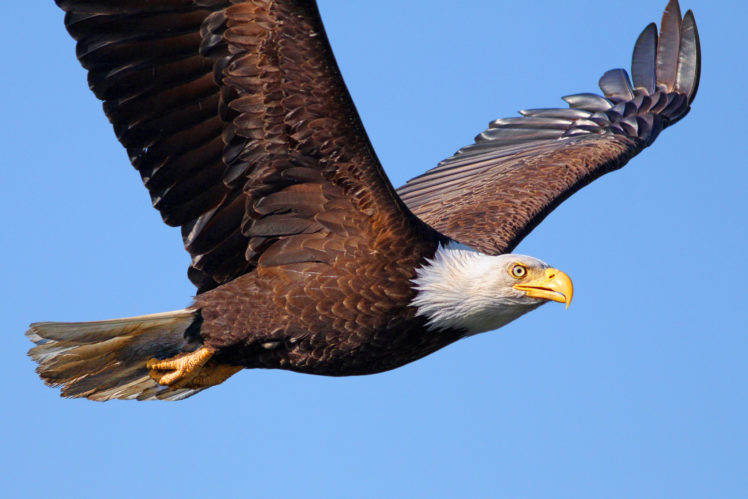 birds, Eagles, Flight, Wings, Bald, Eagle, Animals HD Wallpaper Desktop Background