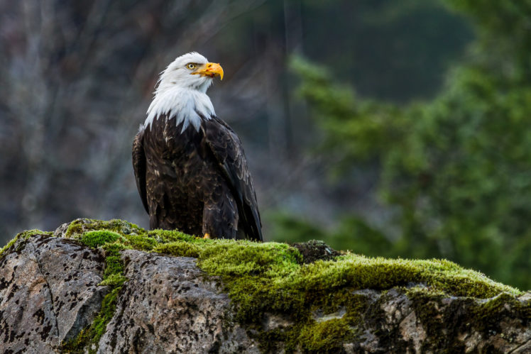 birds, Eagles, Stones, Moss, Bald, Eagle, Animals HD Wallpaper Desktop Background
