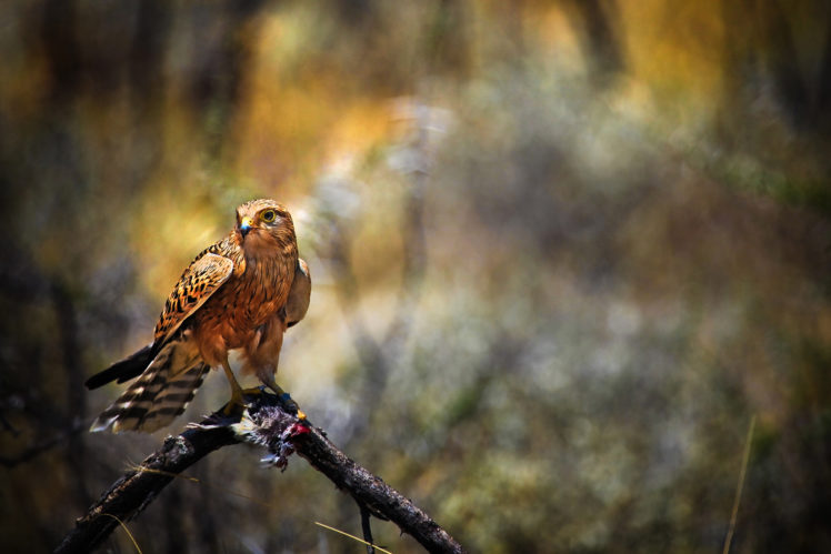 birds, Hawk, Animals HD Wallpaper Desktop Background